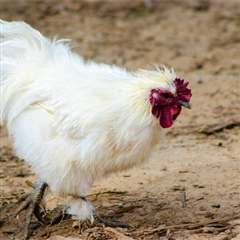 Tela para galinheiro com protecao para aves