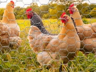 Tela para galinheiro com protecao para aves