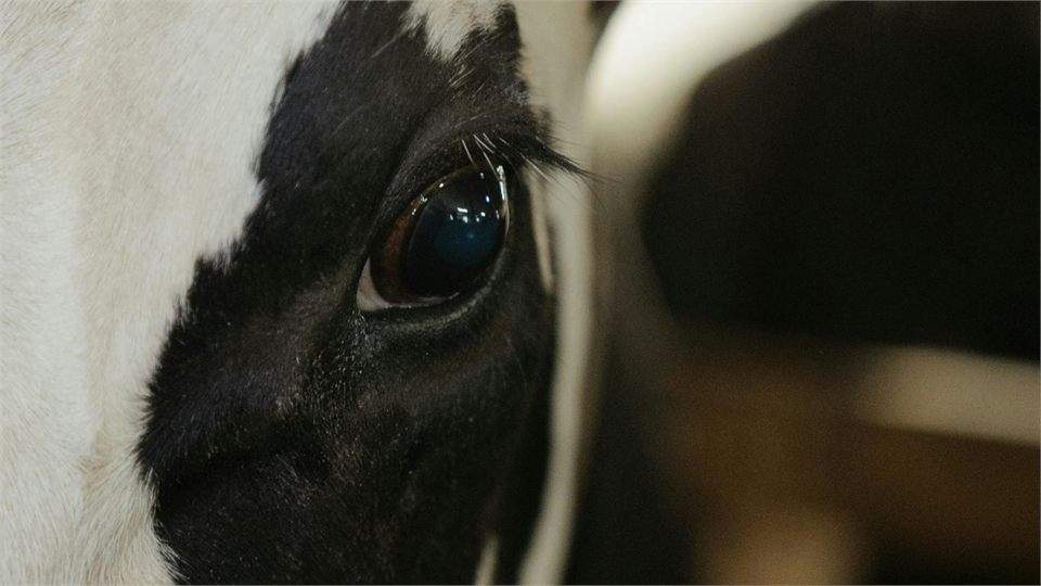 Alambrado para cercamento de fazenda e area de manejo